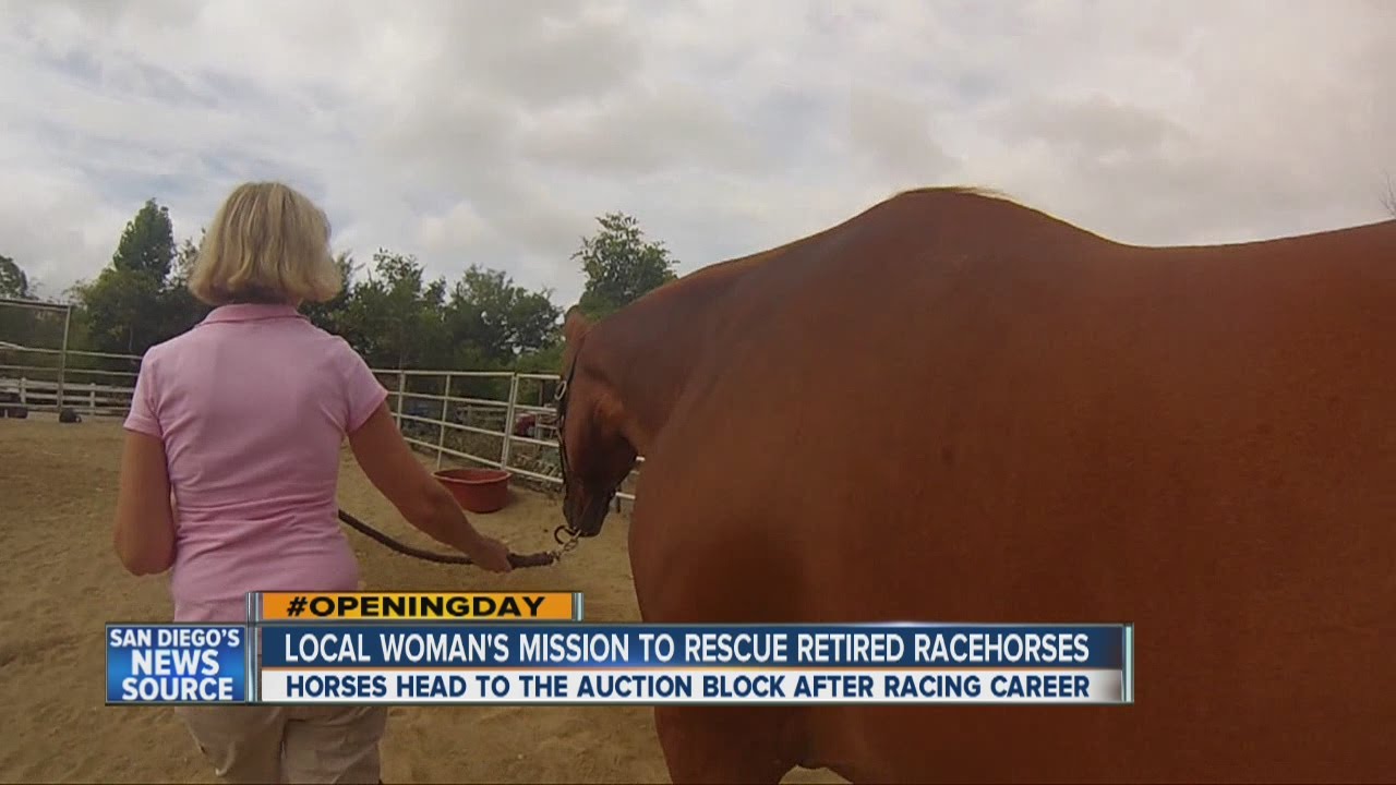 After the races, where do the thoroughbreds go?