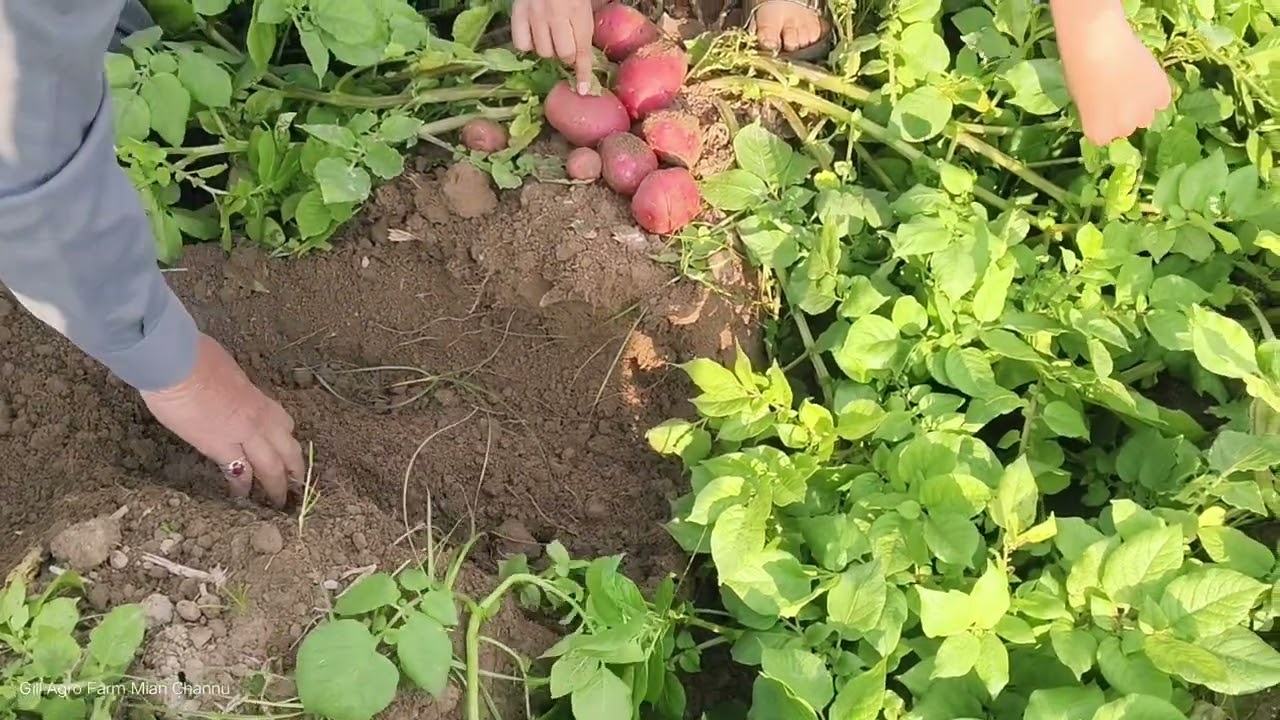 Potato variety Ravi Red. 90 days crops . Gill Agro Farm Mian Channu pakistan. 03007923223...