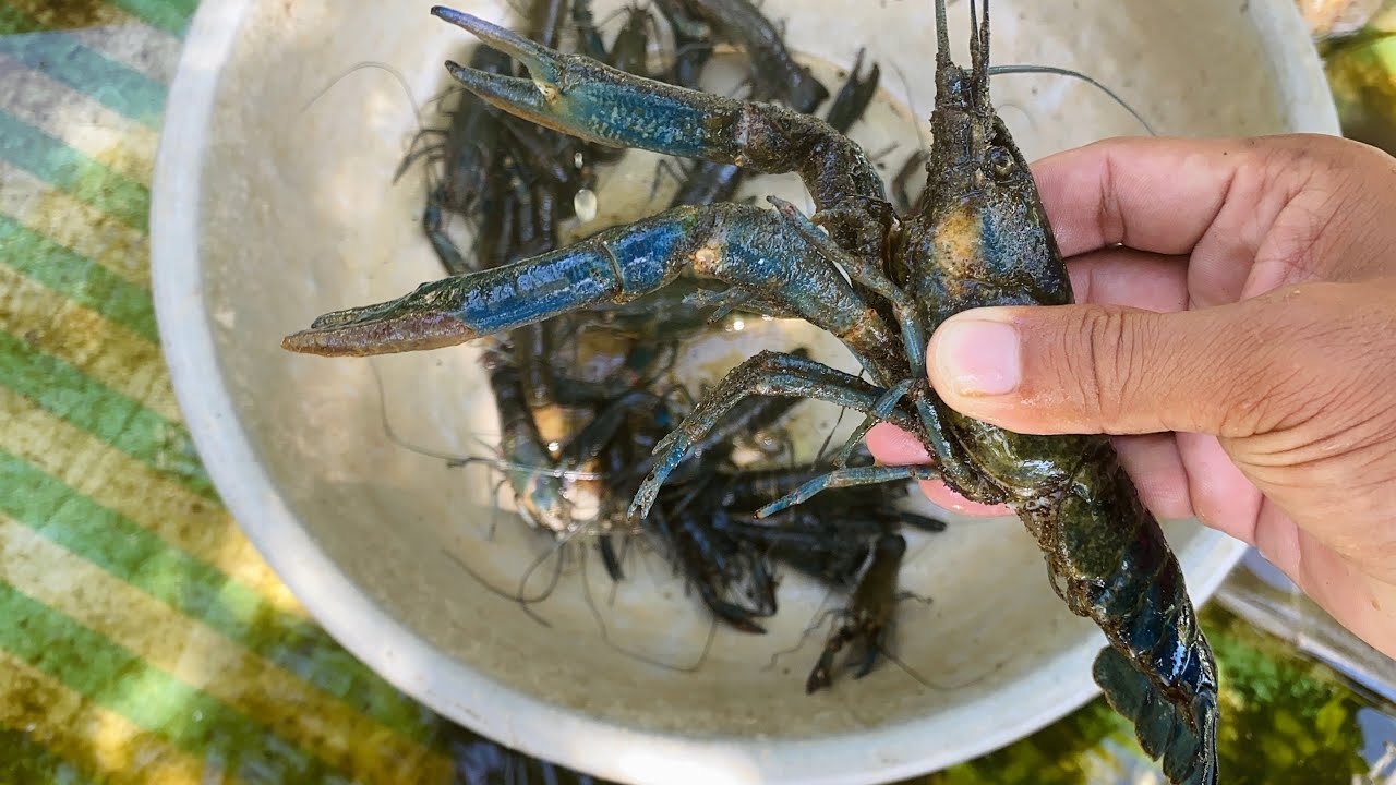 Catch a lot of Australian lobsters and check their eggs​ 🦞🦞🦞🦞🦞