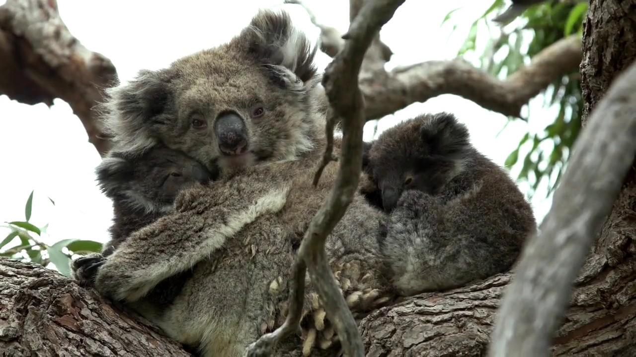 Rare koala twins in the wild