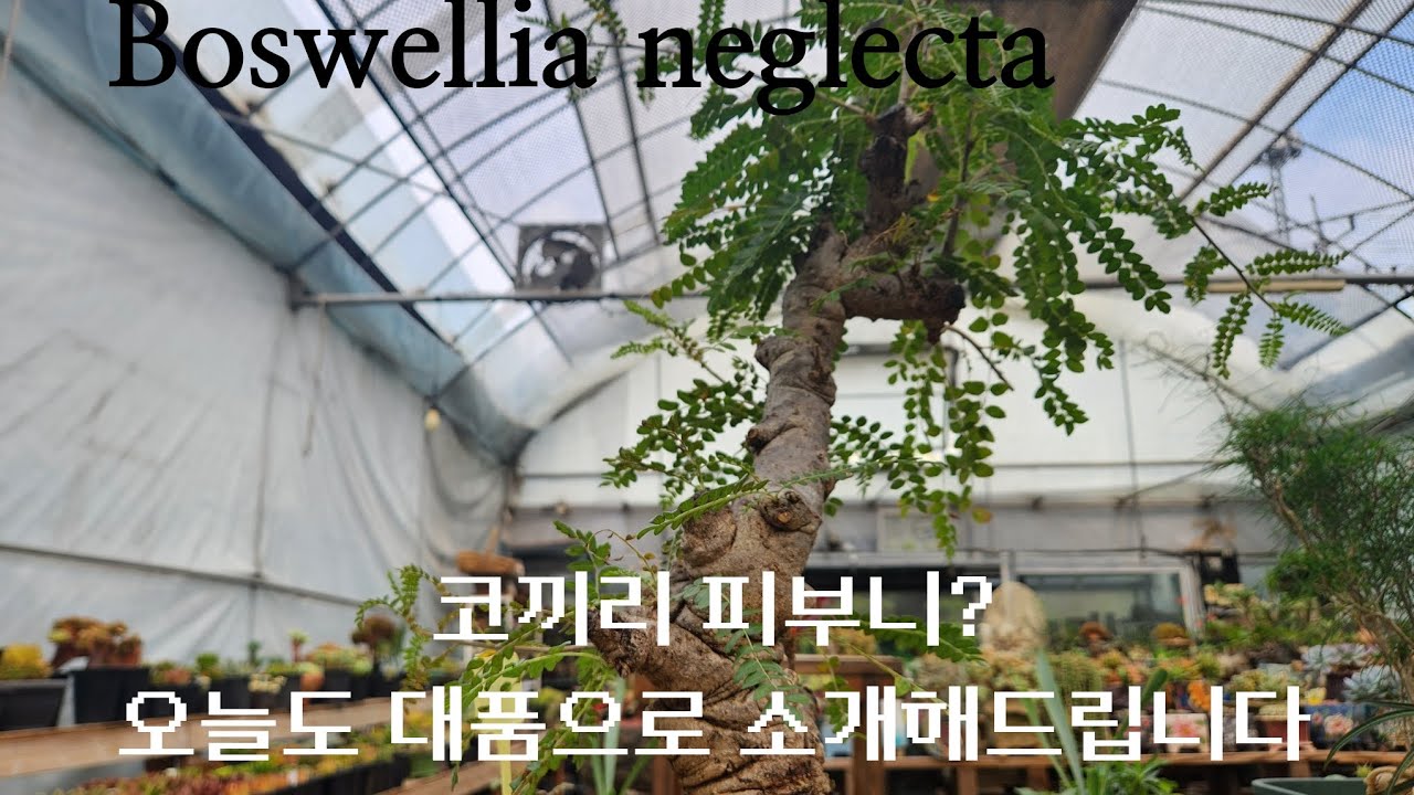 대품 네글렉타 보여드릴게요😄😄😄 Boswellia neglecta