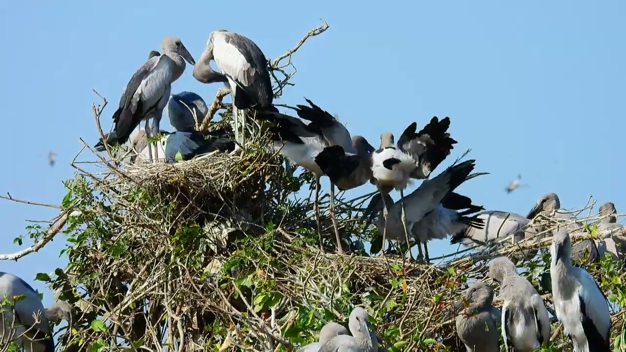 Bird Avian Communities Of Flooded Forest Areas 060