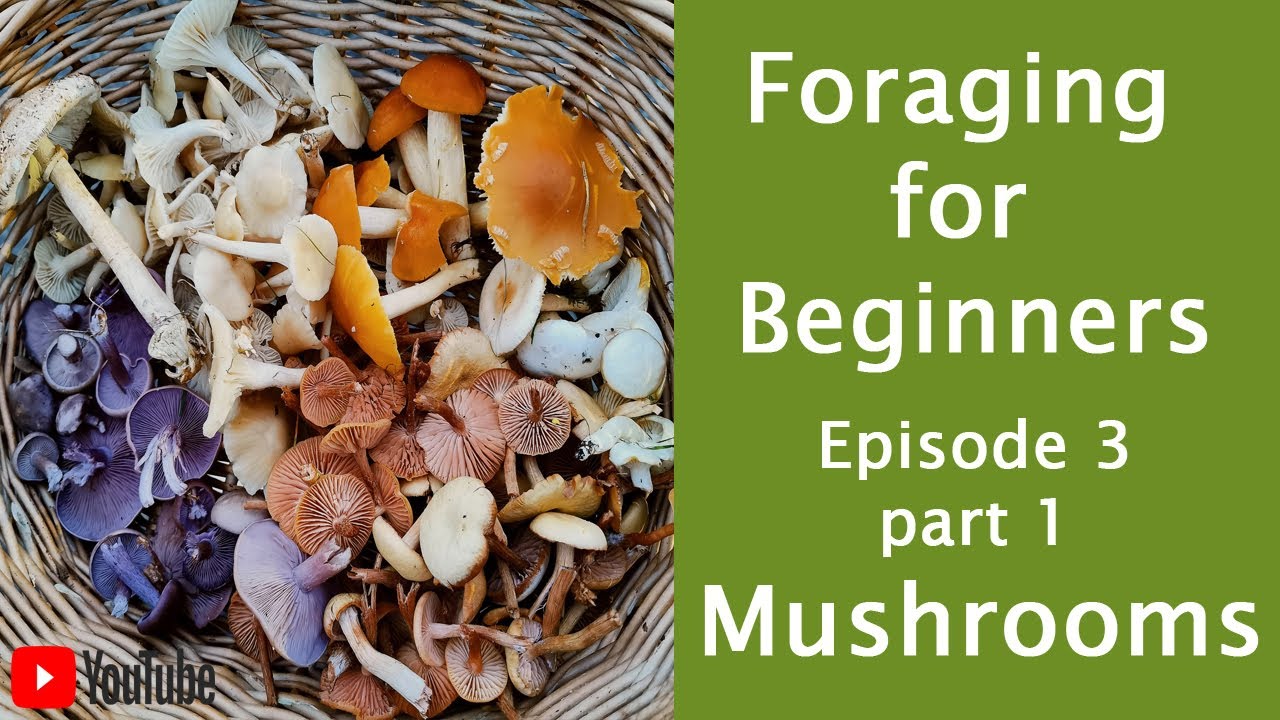 Foraging for Beginners, Episode 3, Part 1. Wild Mushrooms.