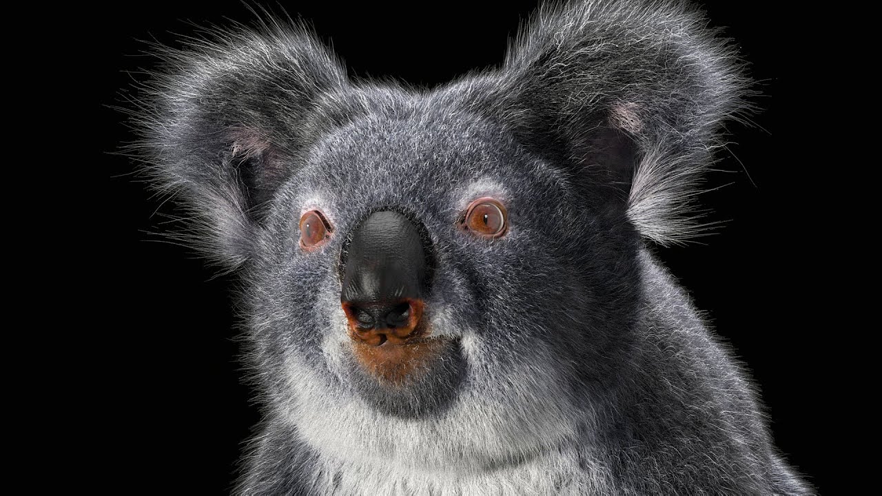 Koala Timelapse using Zbrush 2019/3ds Max/V-Ray/Ornatrix/SubstancePainter