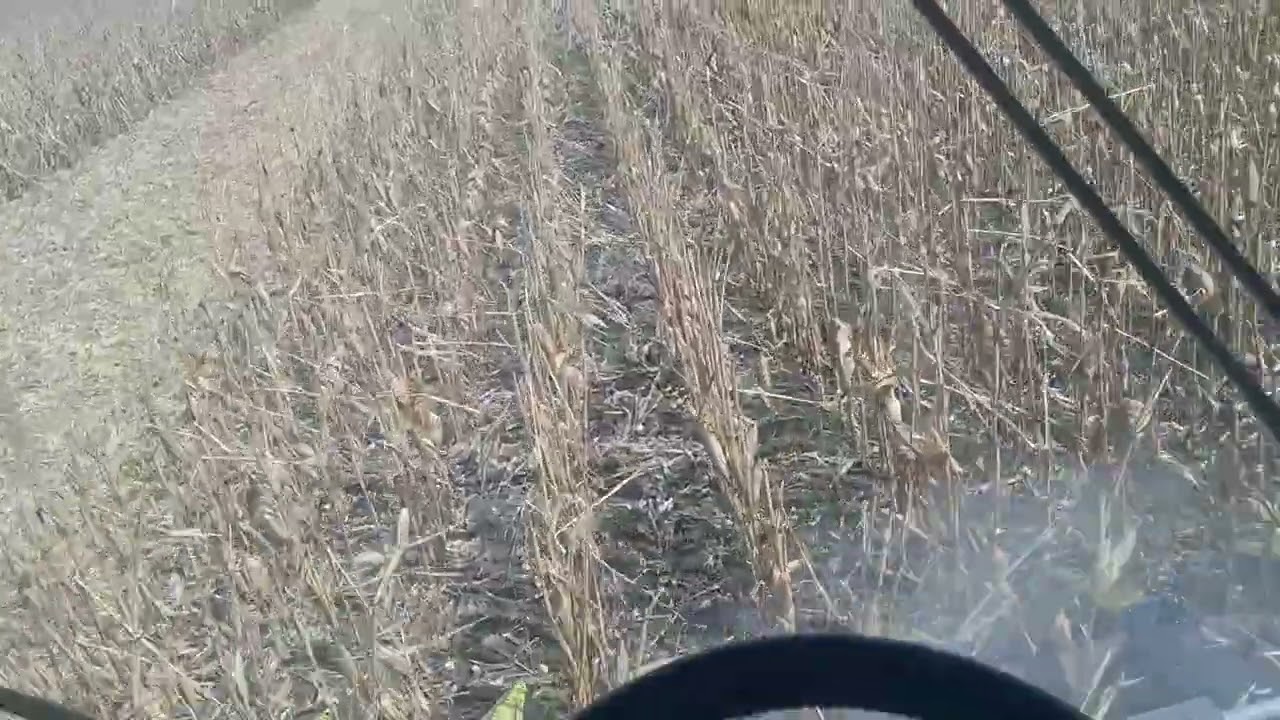 Kukurydza ELMAR  KWS Editio Plus odmiana całoroczna 240fao flint zbi&oacute;r 16.04.2026