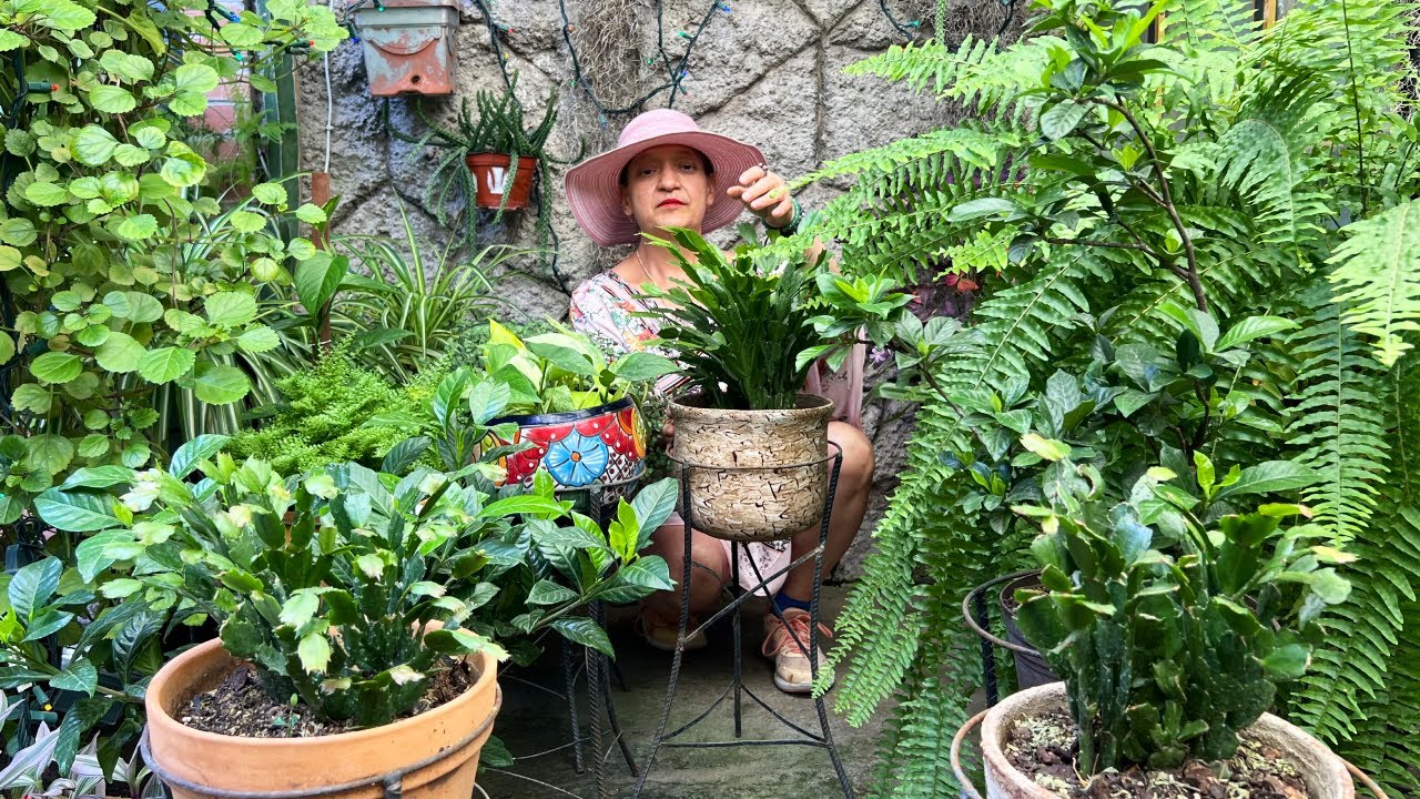 Abono de Verano para Cactus de Navidad