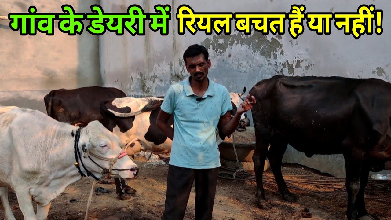 गांव के डेयरी में रियल बचत हैं या नहीं युवा ने बताया/dairy farm nalanda bihar/dairy farm bihar ||