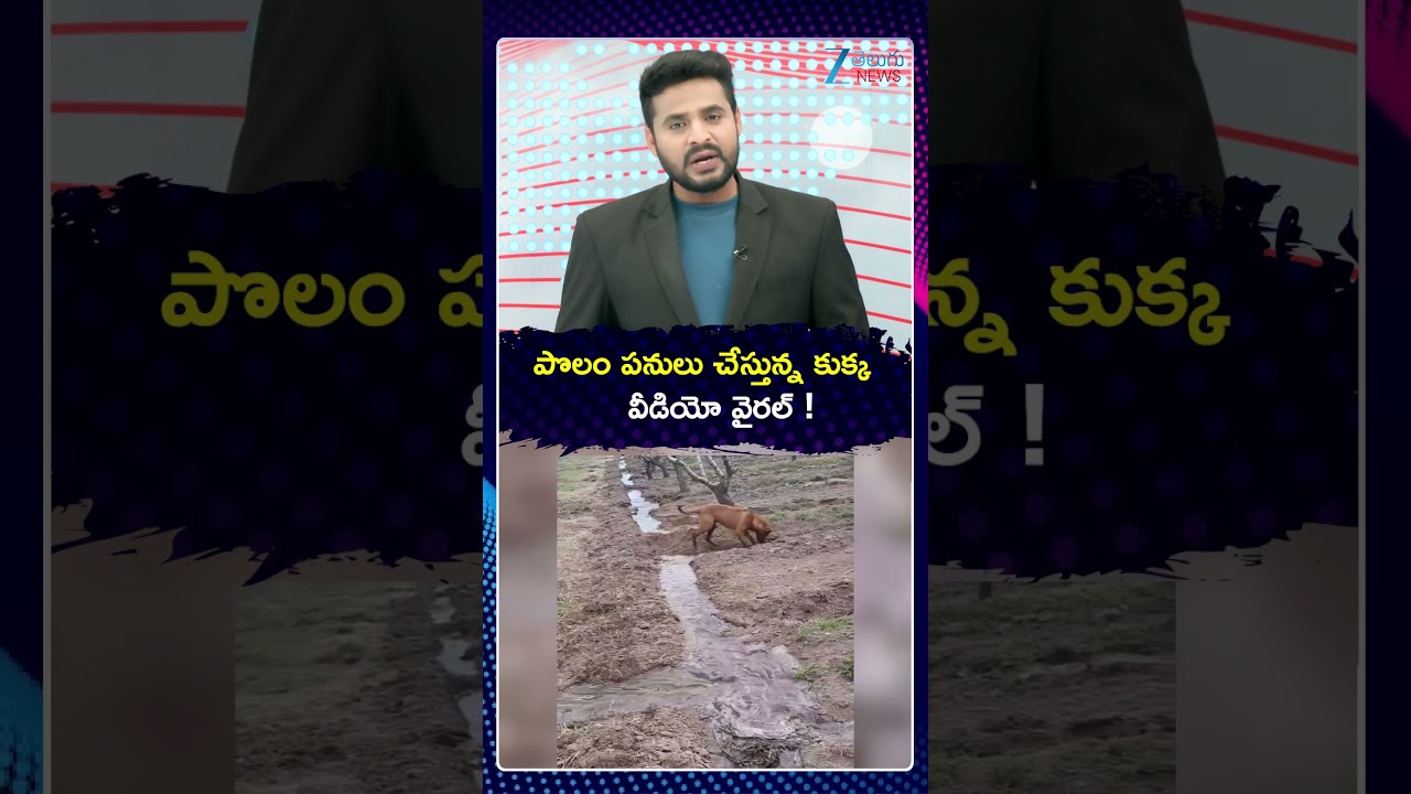 Dog Helps Farmer In Farming By Watering | Dog Lovers | Farmers | Farming Life | ZEE News