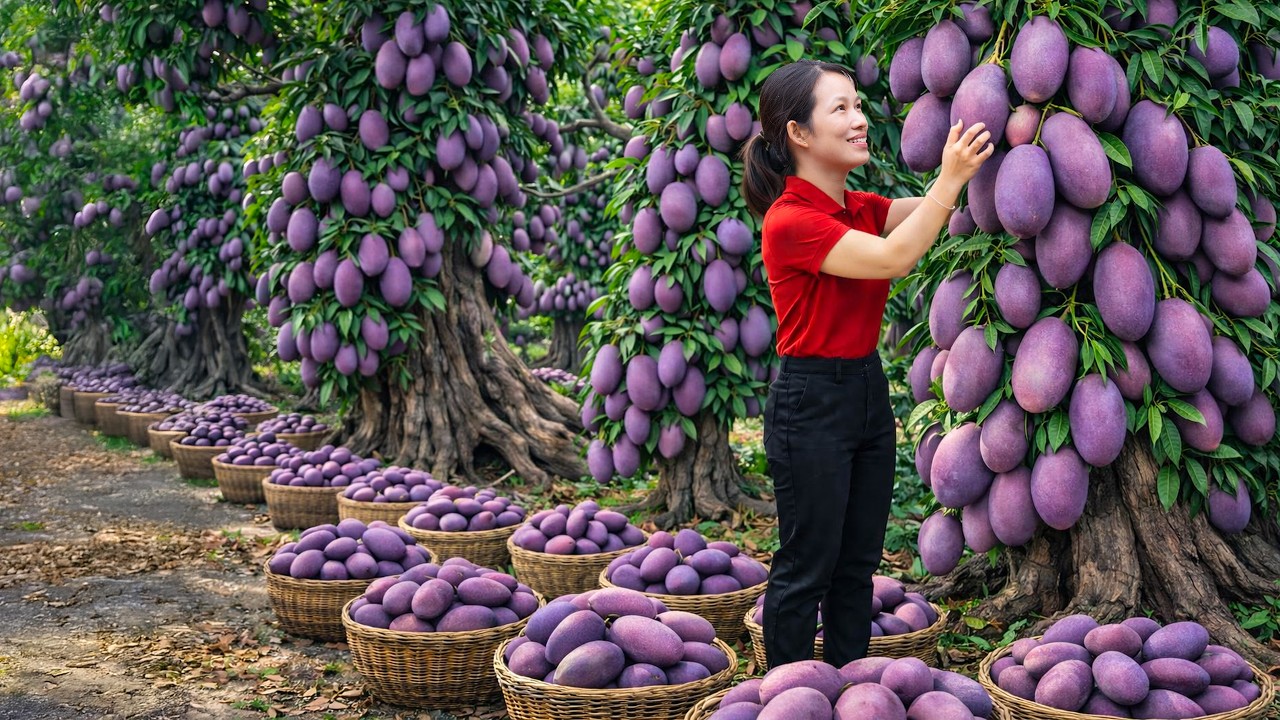 Shocking Giant Purple Mango Harvest | The Most Profitable Fruit at the Village Market!