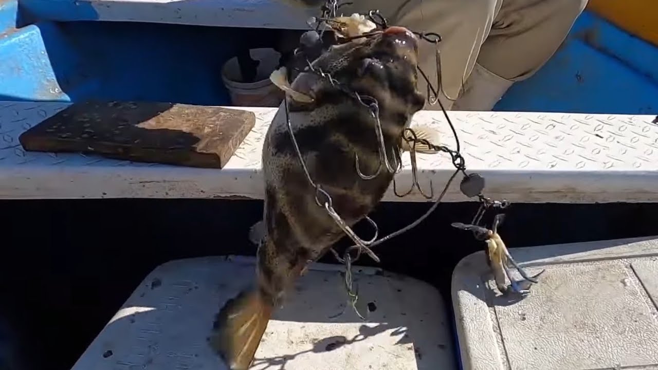 ¿Como pescar el Pez venenoso o Botete?
