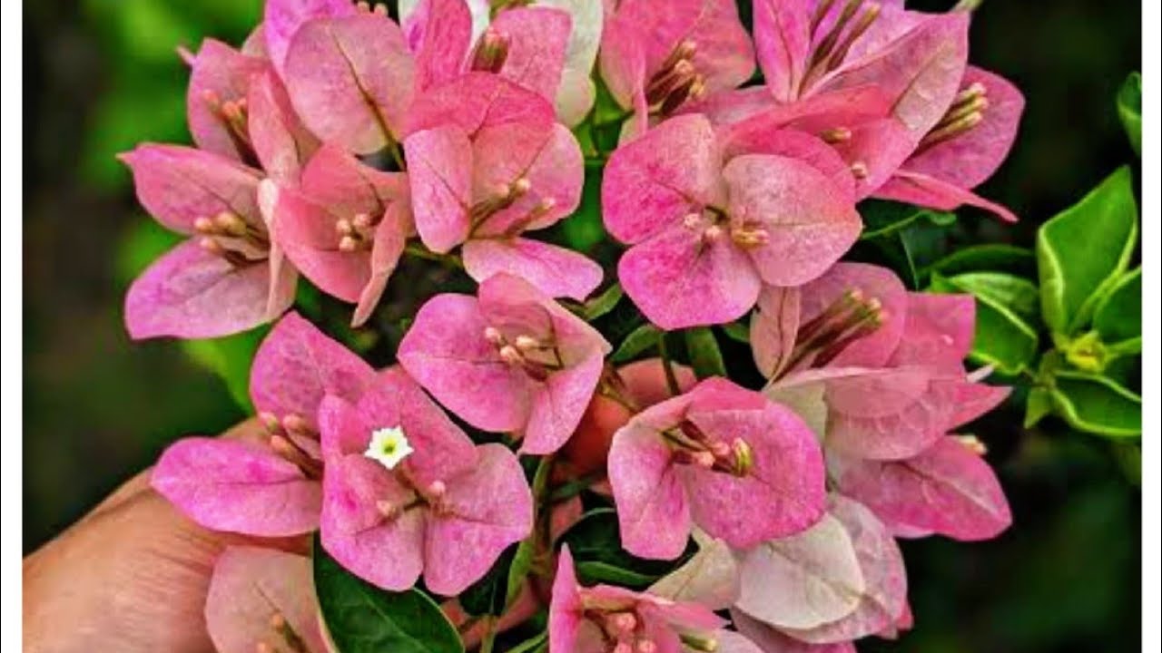 Gardening. Flowers. Plants bonsai