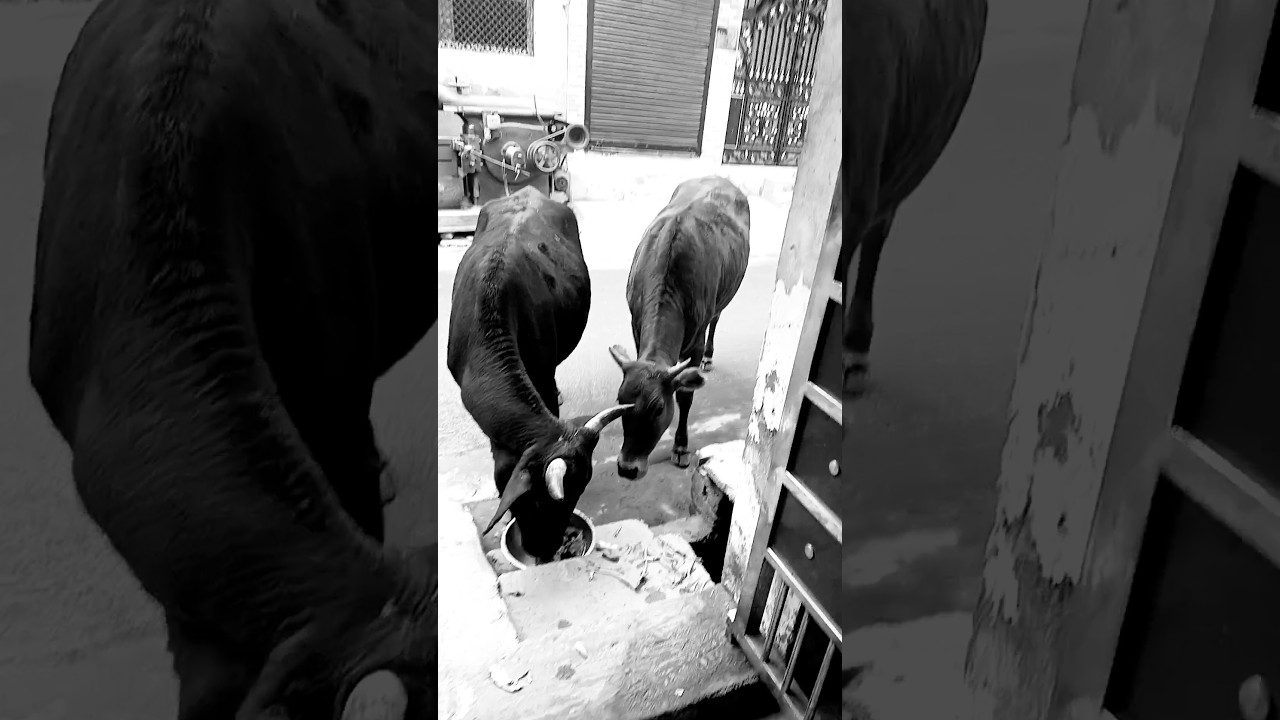 GAU MATA 🙏🙏🙏🌹#gauraksha #hinduism #indian