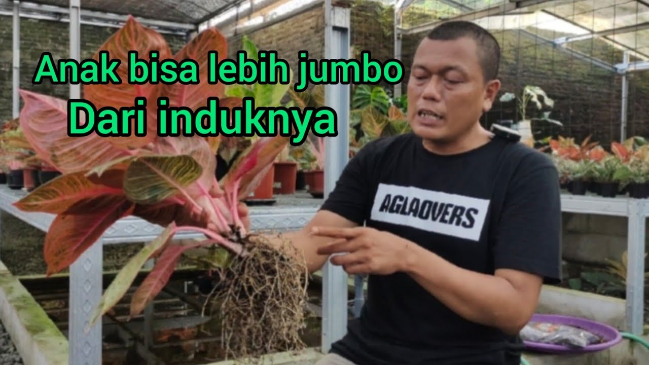 Anaknya lebih jumbo dari induknya #aglonema #aglo #semiaglao