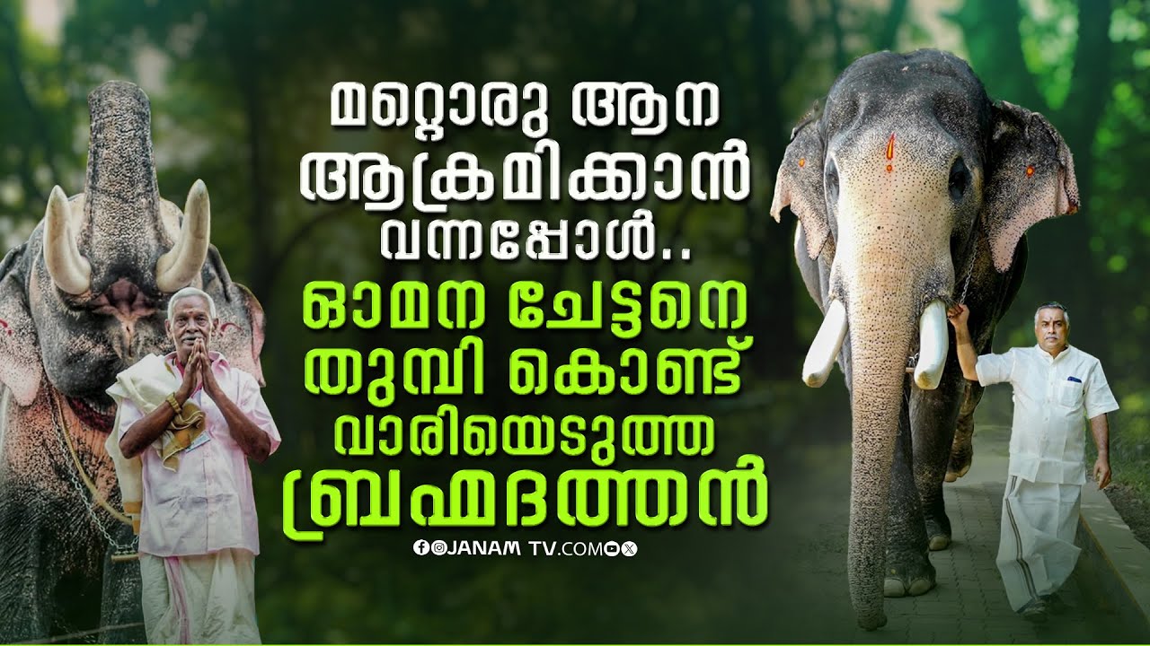ഇതുവരെ ഒരു ക്രിമിനൽ കേസിൽ പോലും പ്രതിയാകാത്ത ആനയാണ് ബ്രഹ്മദത്തൻ  | Janamonline