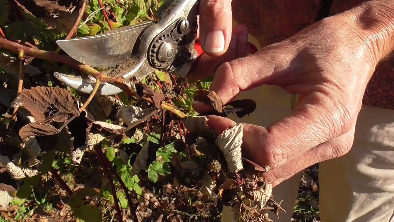 Piccoli frutti: lavori in autunno