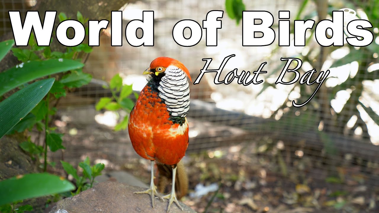 World Of Birds: Your Next Sanctuary 