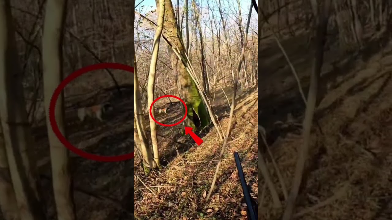 Il cane in ferma, il bosco trattiene il respiro&hellip;E poi, d&rsquo;improvviso, la beccaccia si alza in volo. 🪶