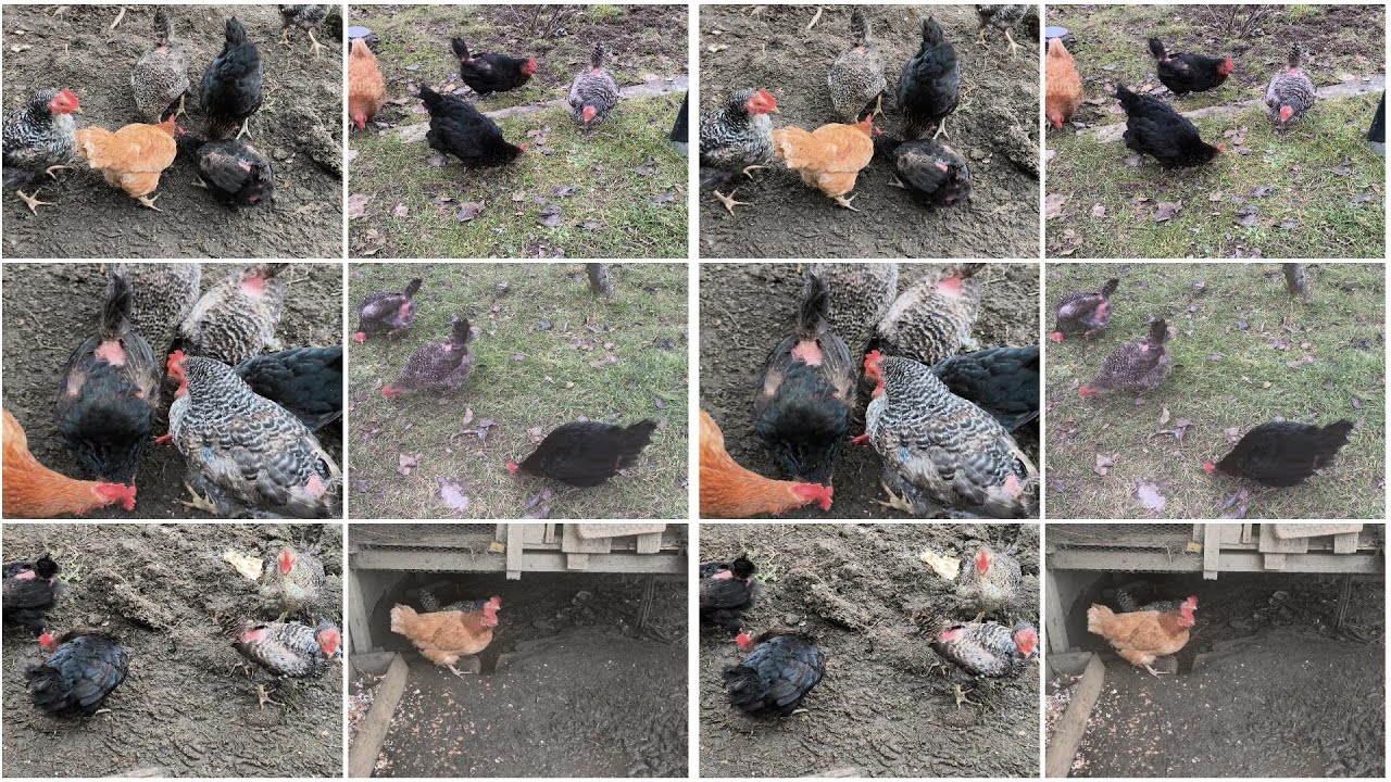 Herding chickens in the morning and afternoon ( 181 )