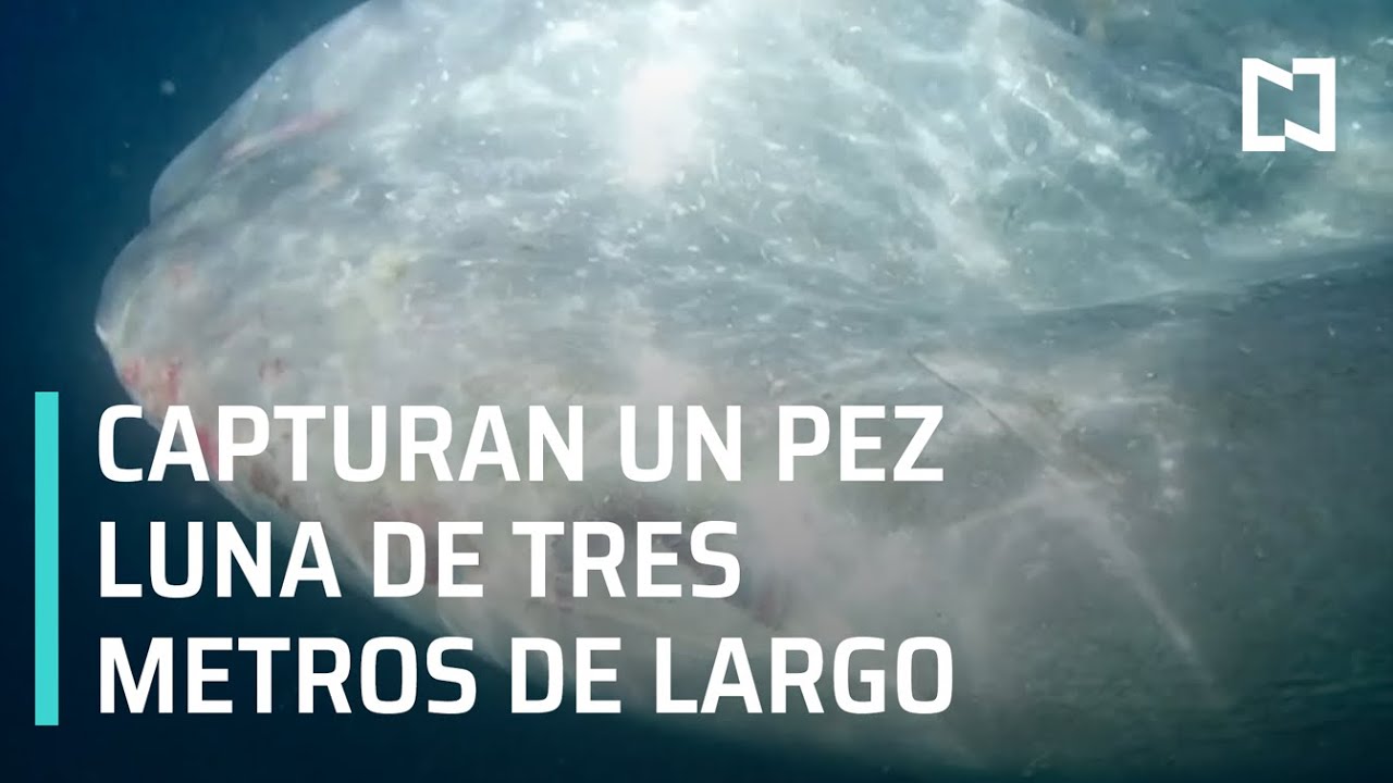 Capturan enorme pez luna - Las Noticias con Carlos Hurtado