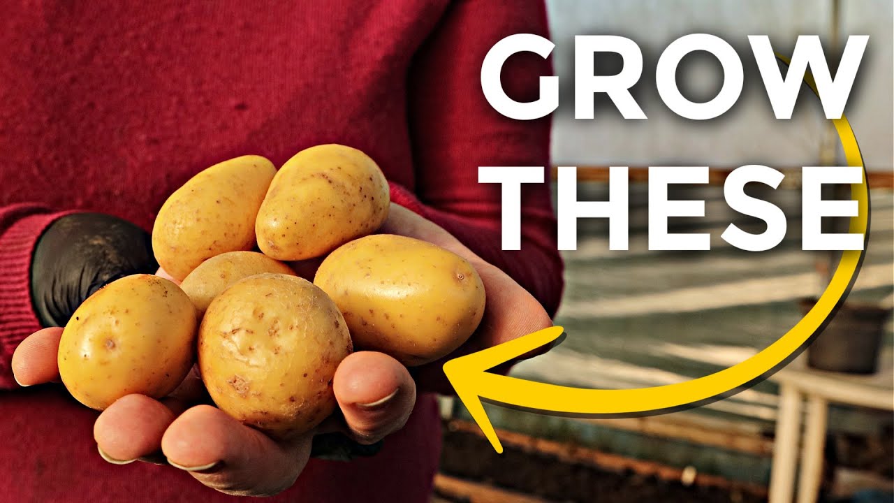 Easy Potatoes for Spring Harvest | Abundant, self-sufficient gardening