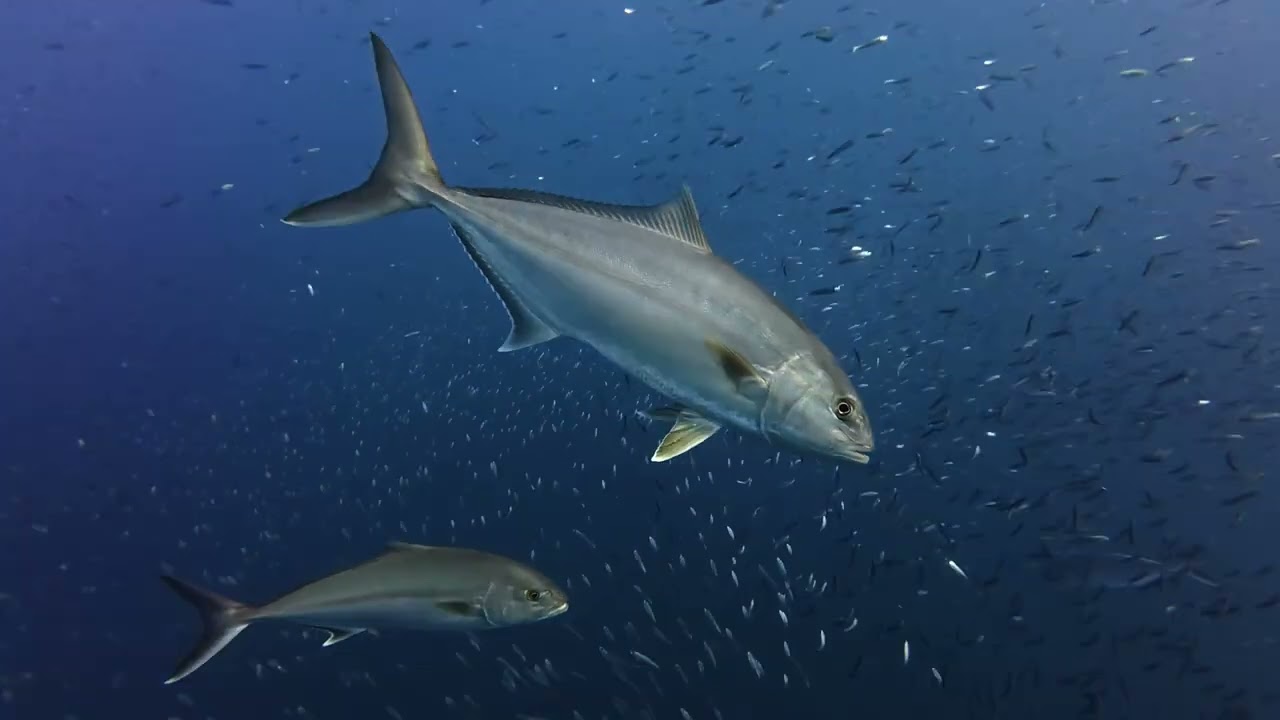 BATALLA EN CABO DE PALOS