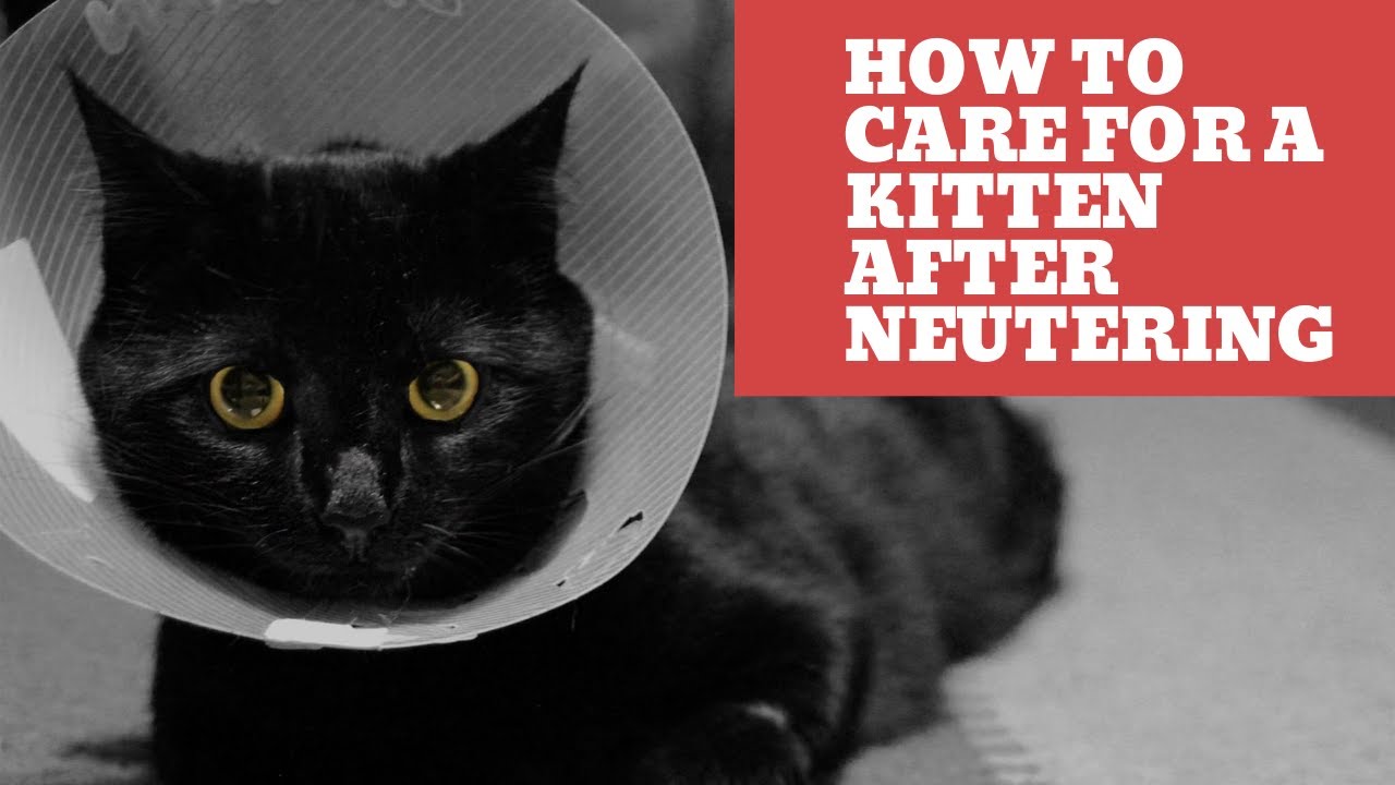 How to Care for a Kitten After Neutering - A Quick Guide