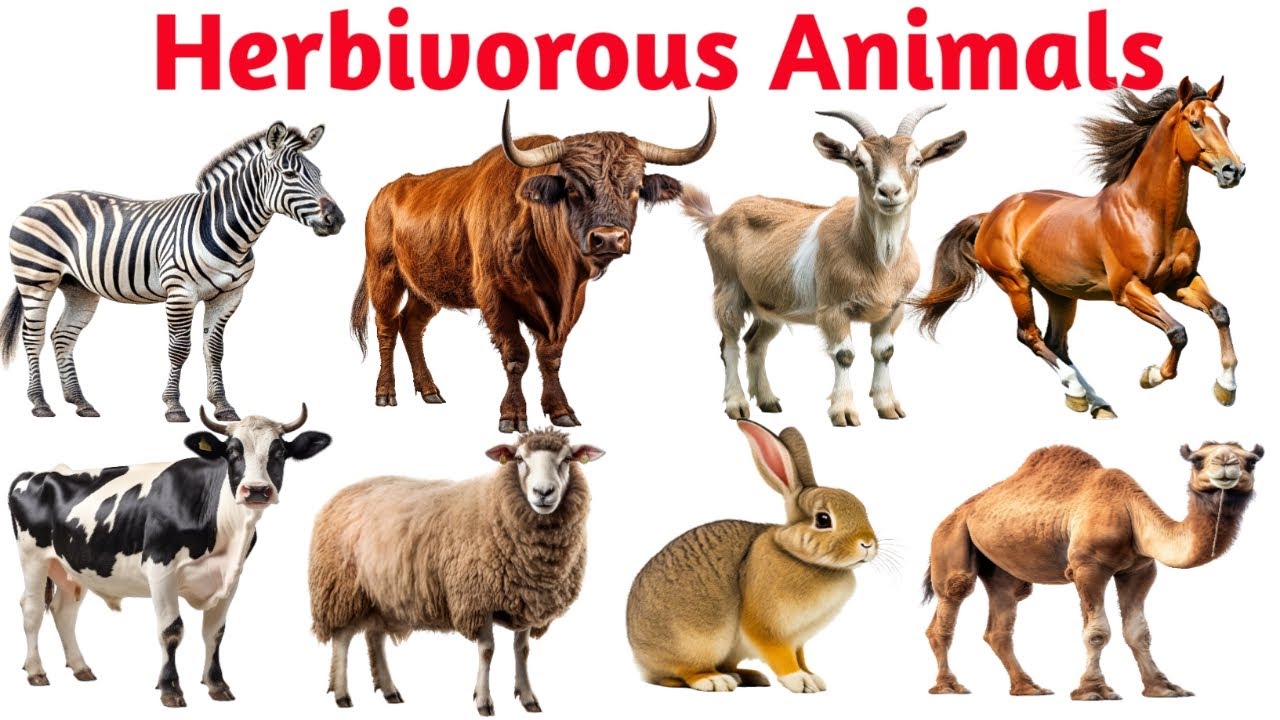 Herbivorous animals name for kids | Herbivorous animals in English |বিভিন্ন তৃণভোজী প্রাণীর নাম |
