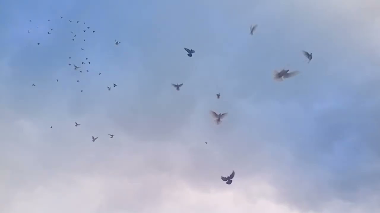 В гостях у Виталий Штирбу бакинцы старых кровей просто💣💥молодежь 5 штук остались в ночь