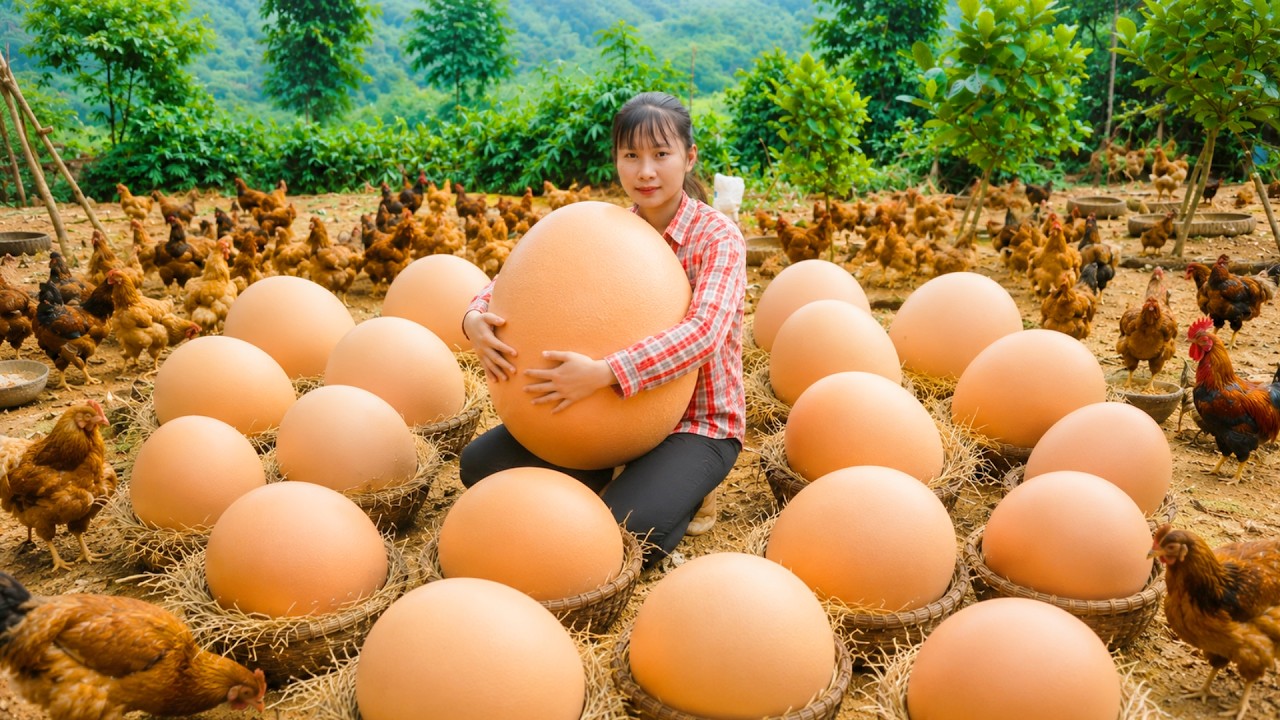 Harvesting 200 Fresh Chicken Eggs to Sell at the Busy Countryside Market