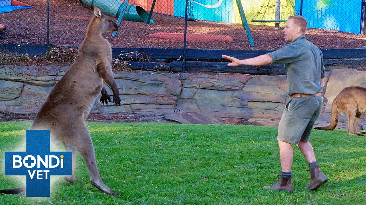 Breaking Up Dangerous Kangaroo 😱🦘| Fight Season 10 Episode 5 | Bondi Vet