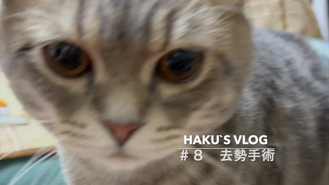 #8 「Haku」去勢手術をしました