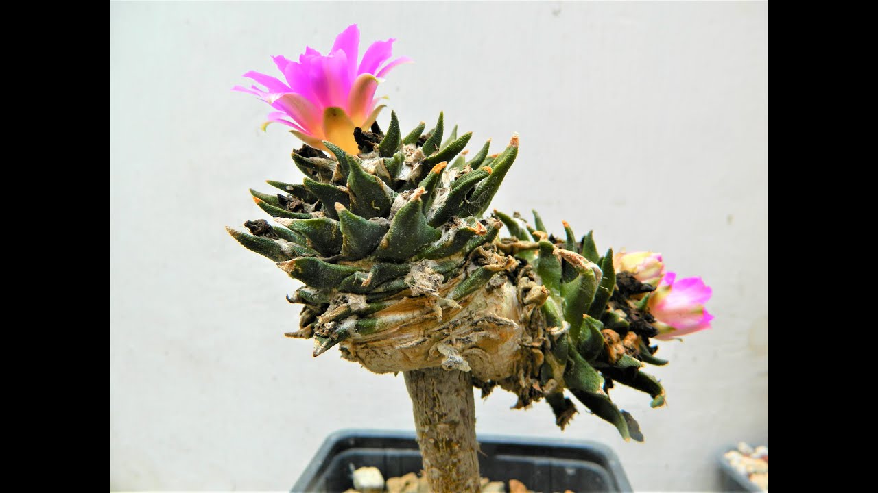 ¿ Es el Pereskiopsis un portainjerto temporal  ? ... ¿  permanente ?... ¿ O ambos ?.