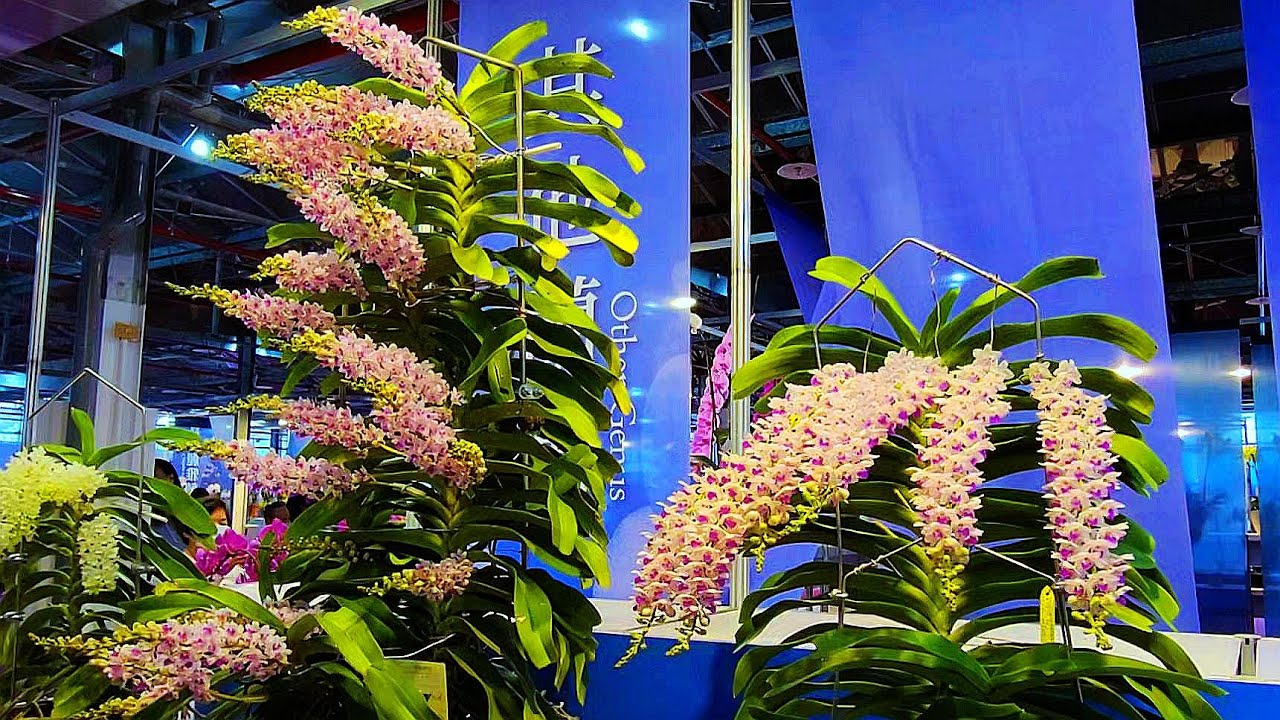 2023 台灣國際蘭展-其他蘭屬競賽花 Taiwan International Orchid Show-Other orchids Competition orchids