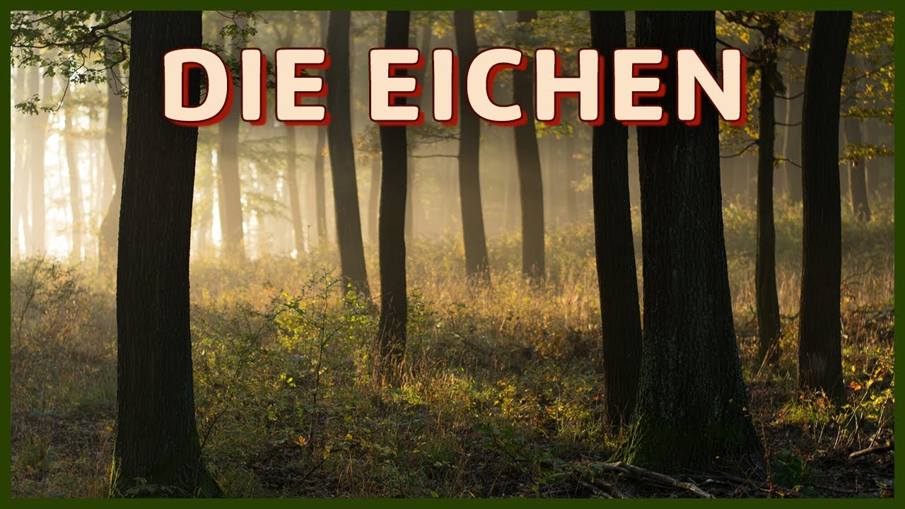 Heimische Baumarten kennenlernen: Die Eichen (Stiel-, Trauben-, Roteiche; Quercus)