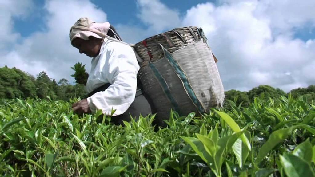 Discover Mauritius An Island Of Emotion - Unravel Travel TV