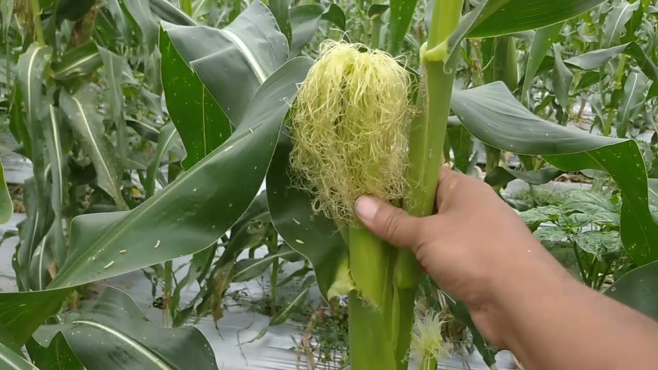 Tumpang sari jagung manis cabe rawit