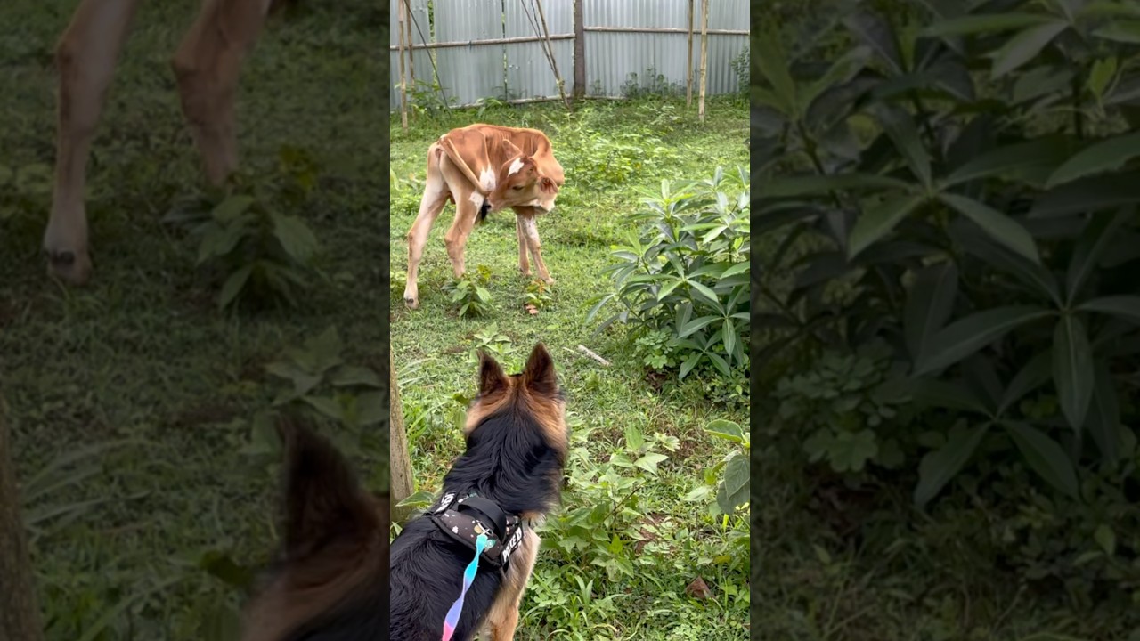 When farm life meets fur life 🐶