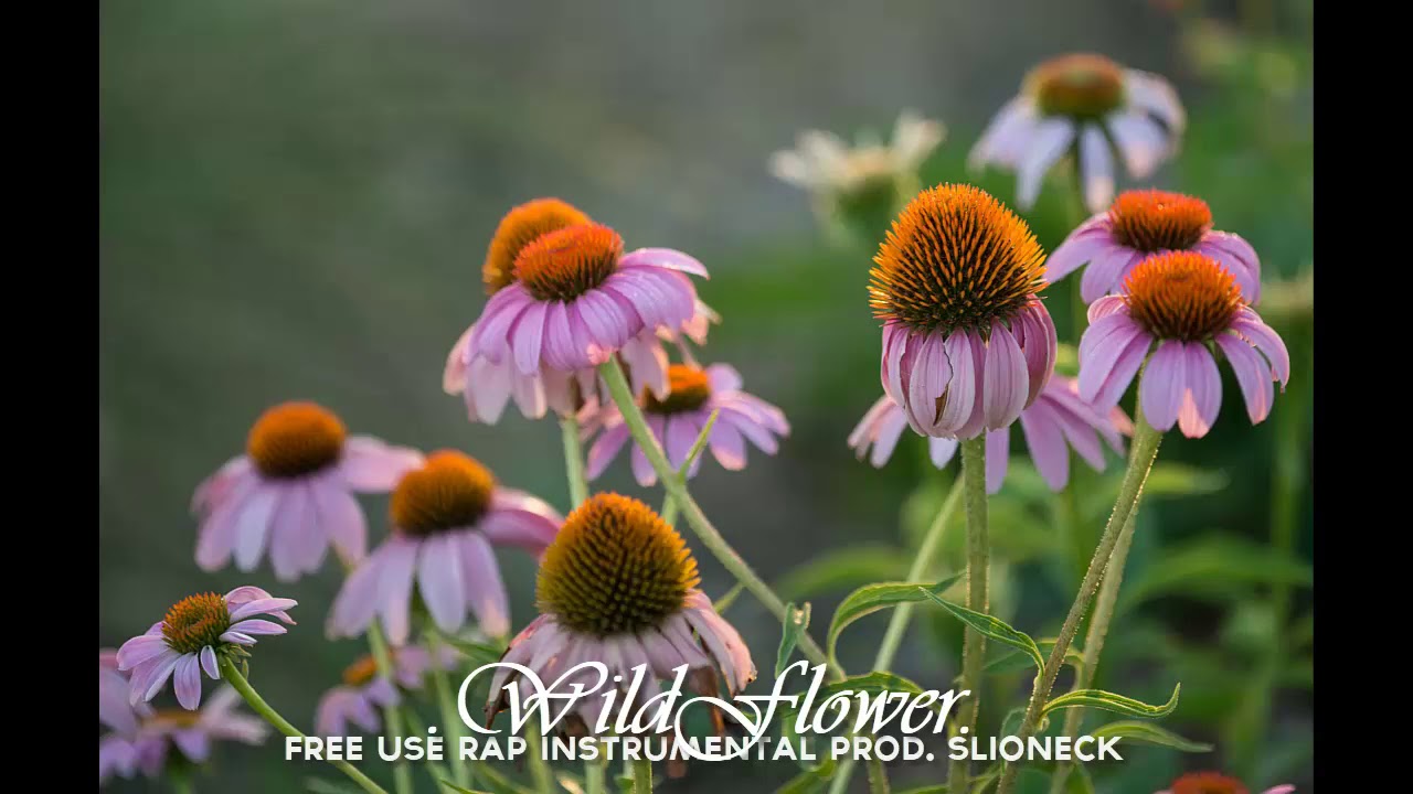 WildFlower - Rap Instrumental Prod. Slioneck (Free Use)