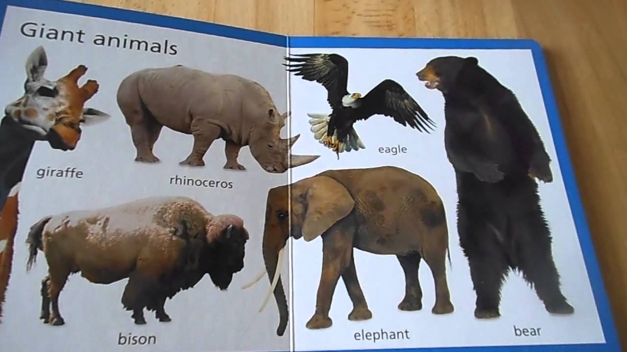 Look and learn animals