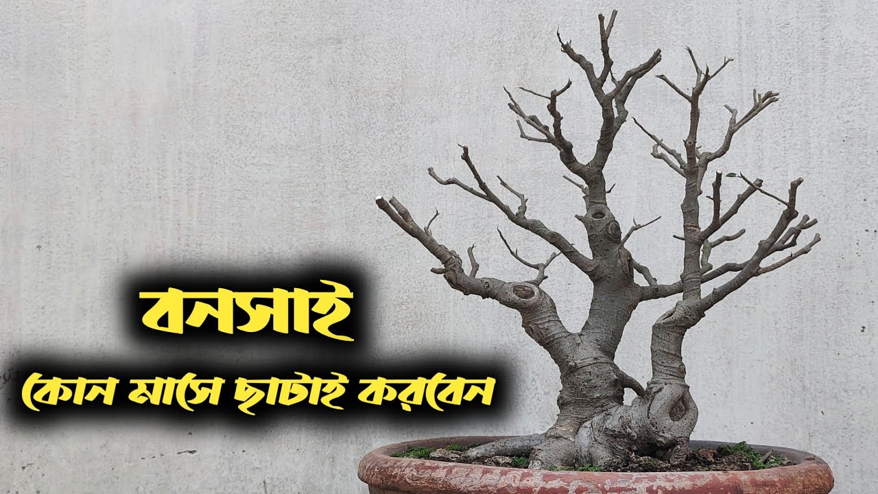 In which month prune bonsai tree