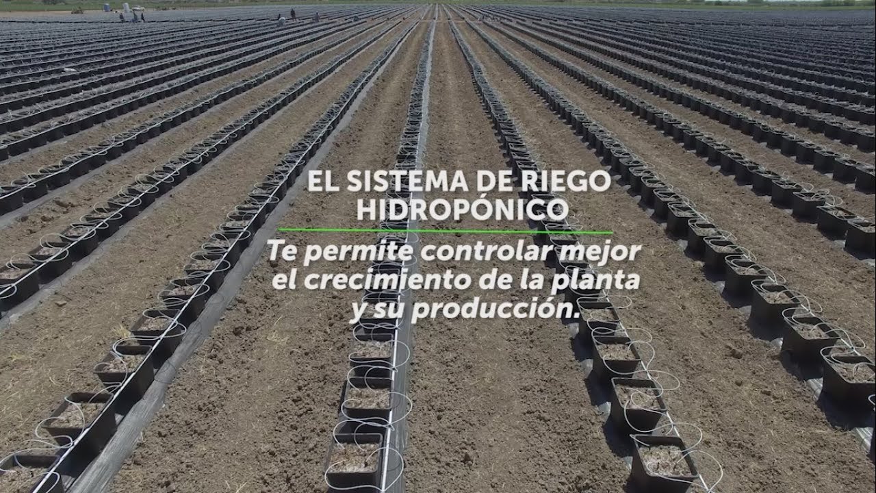 Agroequipos - Sistema de riego hidroponico en arandanos