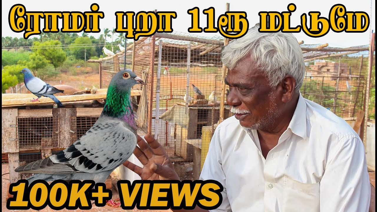 50வருடமாக புறா  வளர்க்கும் தாத்தா - வீட்டில் Easyஆகா புறா வளர்ப்பது எப்படி?