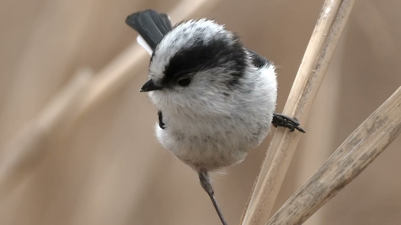 かわじまハクチョウ　現場の他鳥　そろそろ渡り　北帰行前の肩慣らし　オナガもエナガももう