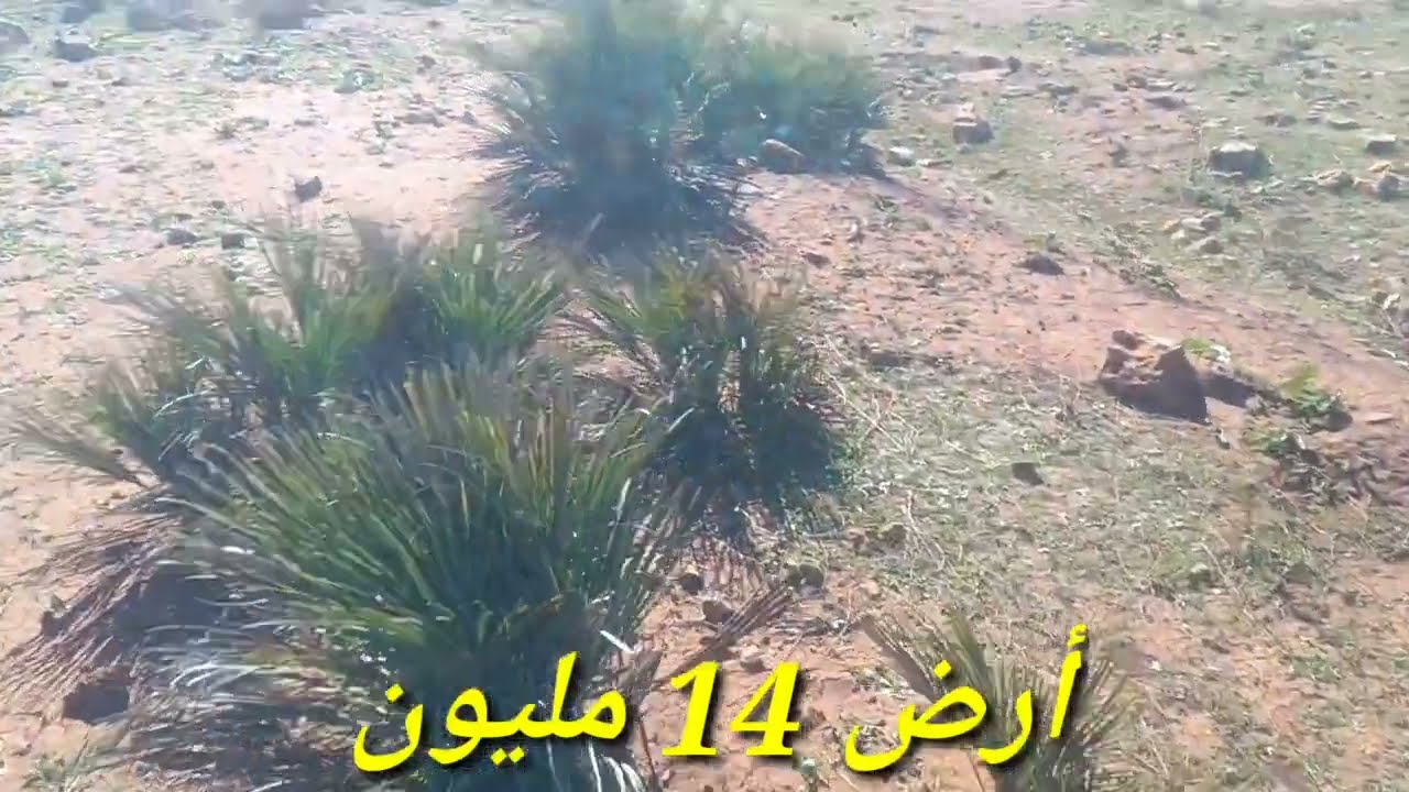14 مليون فقط أرض للبيع صالحة غرس. بصلة بطاطس ماء مجود 0679444657