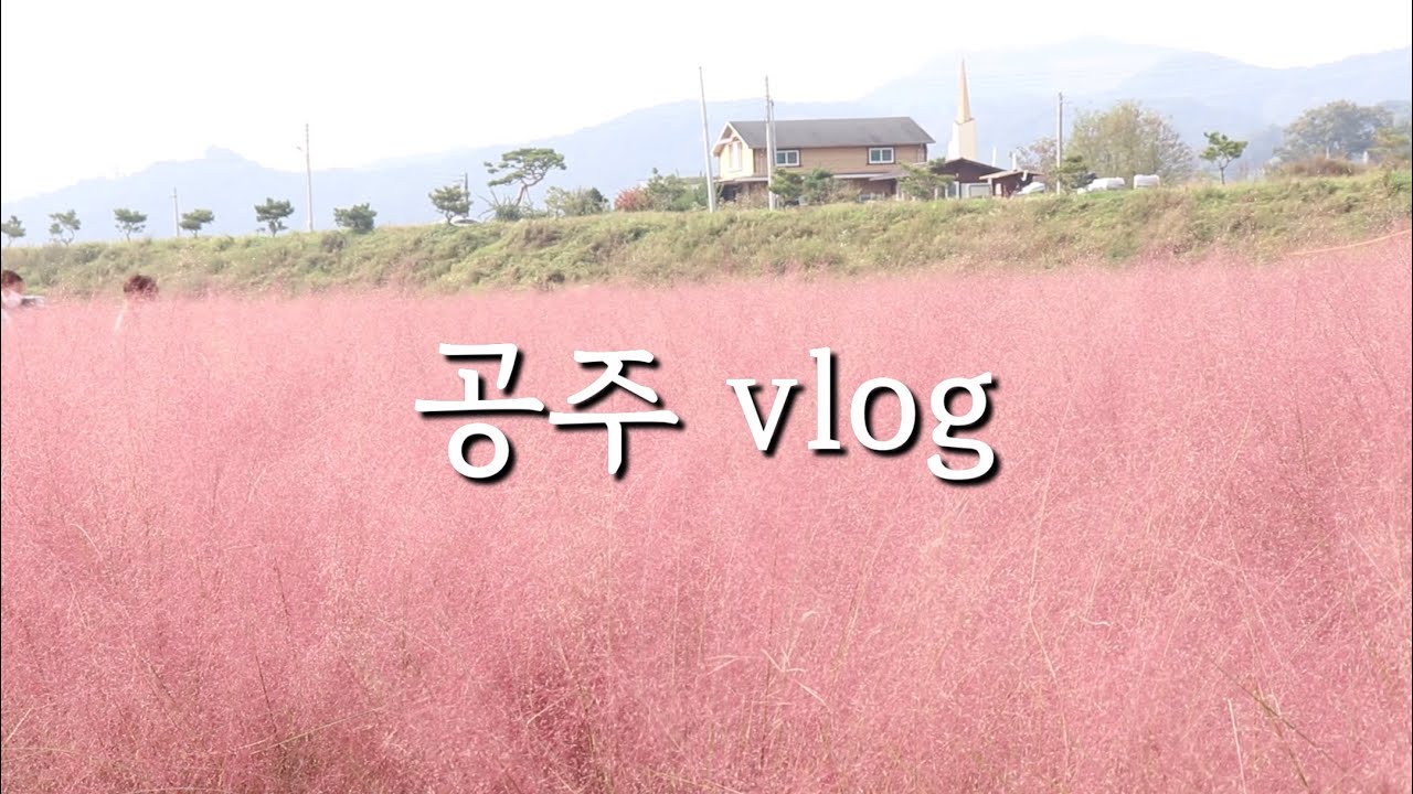 [공주여행] 공주는 지금 꽃잔치 중 / 카페 양품정원 /유구색동수국정원 /구룡사 /핑크뮬리와 구절초의 향연