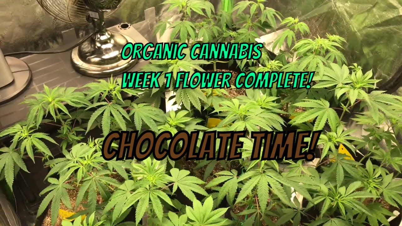 Organic Cannabis2: Chocolate tent!