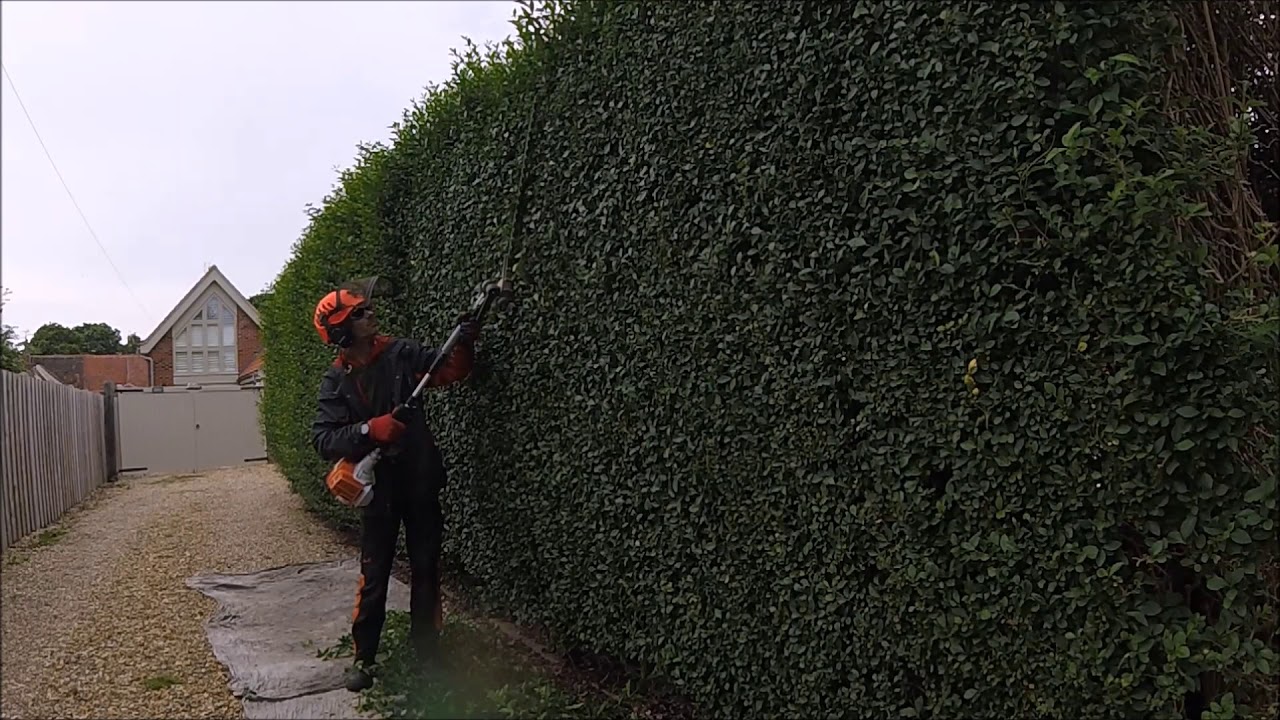 Privet hedge trimming