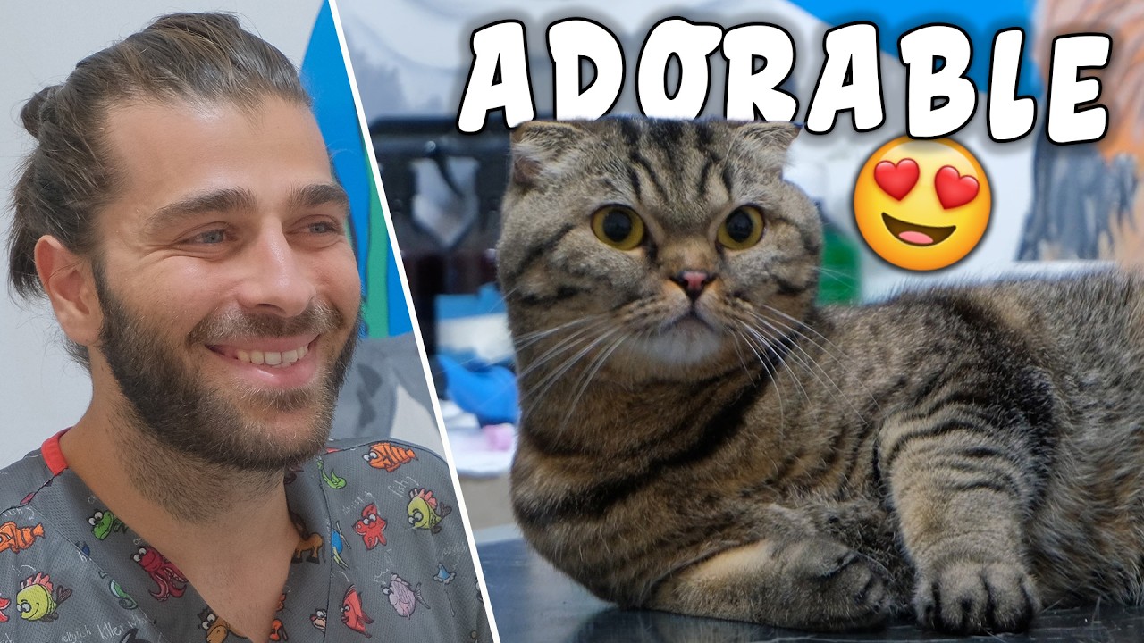 Визит застенчивой кошки к ветеринару: Борьба со стрижкой когтей!