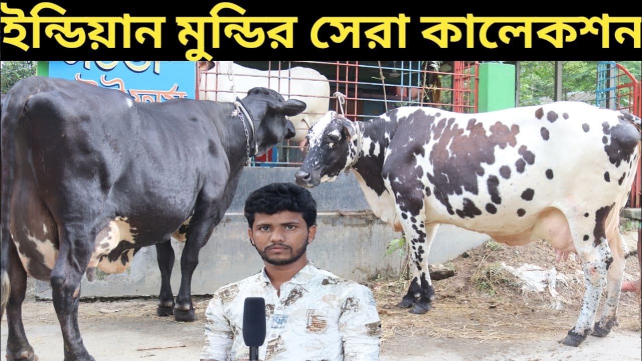 ইন্ডিয়ান মুন্ডির সেরা কালেকশন দেখুন। সততা ডেইরির ধামাকা কালেকশন। Indian mundi cow