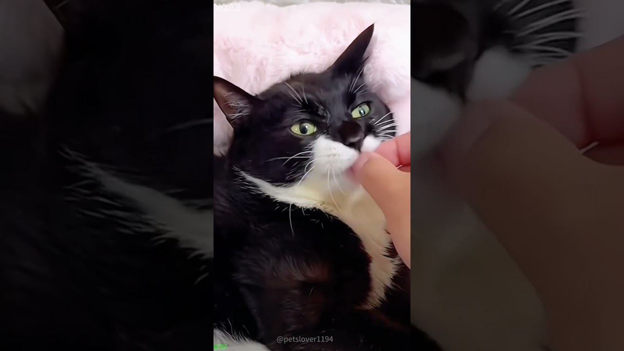 Cat videos 🥰 